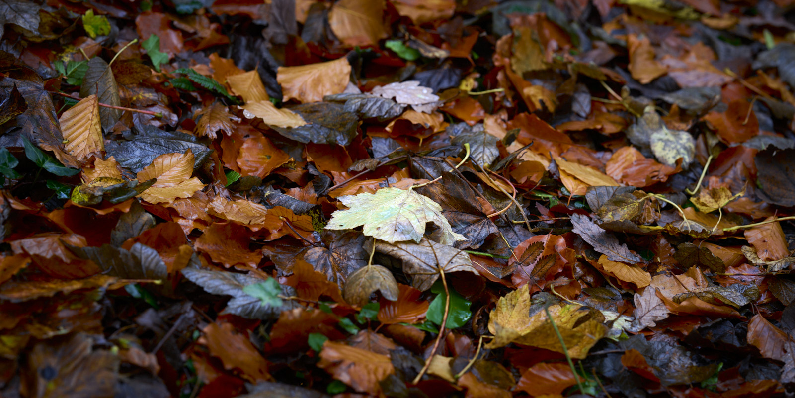 Leaves