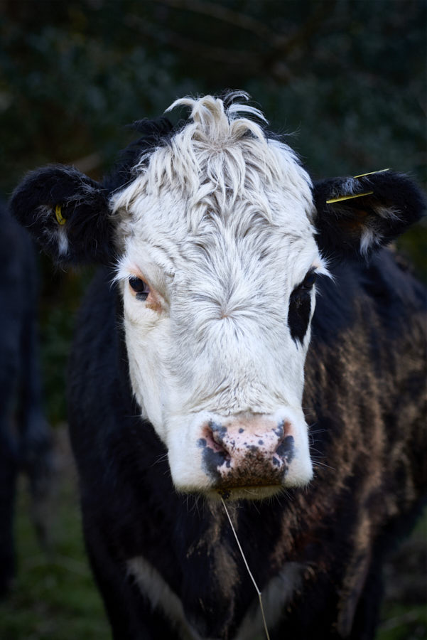 Cow