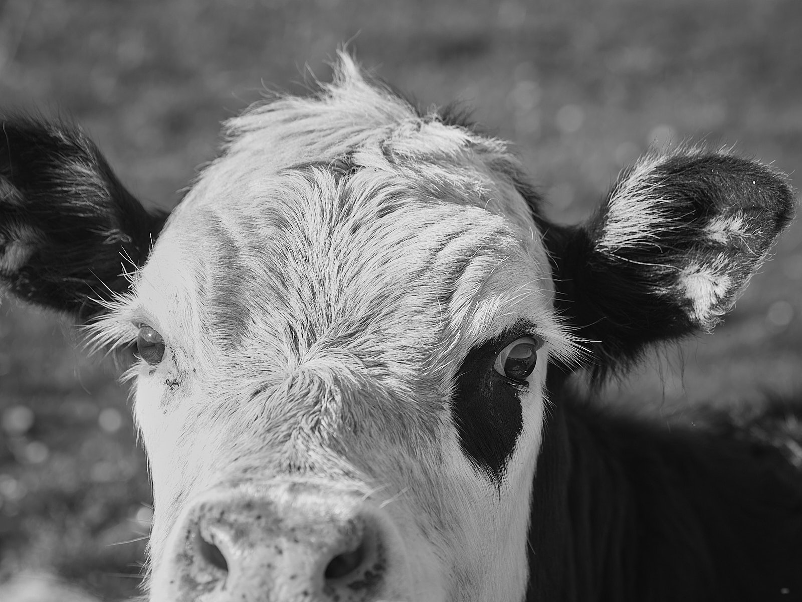 Cow
