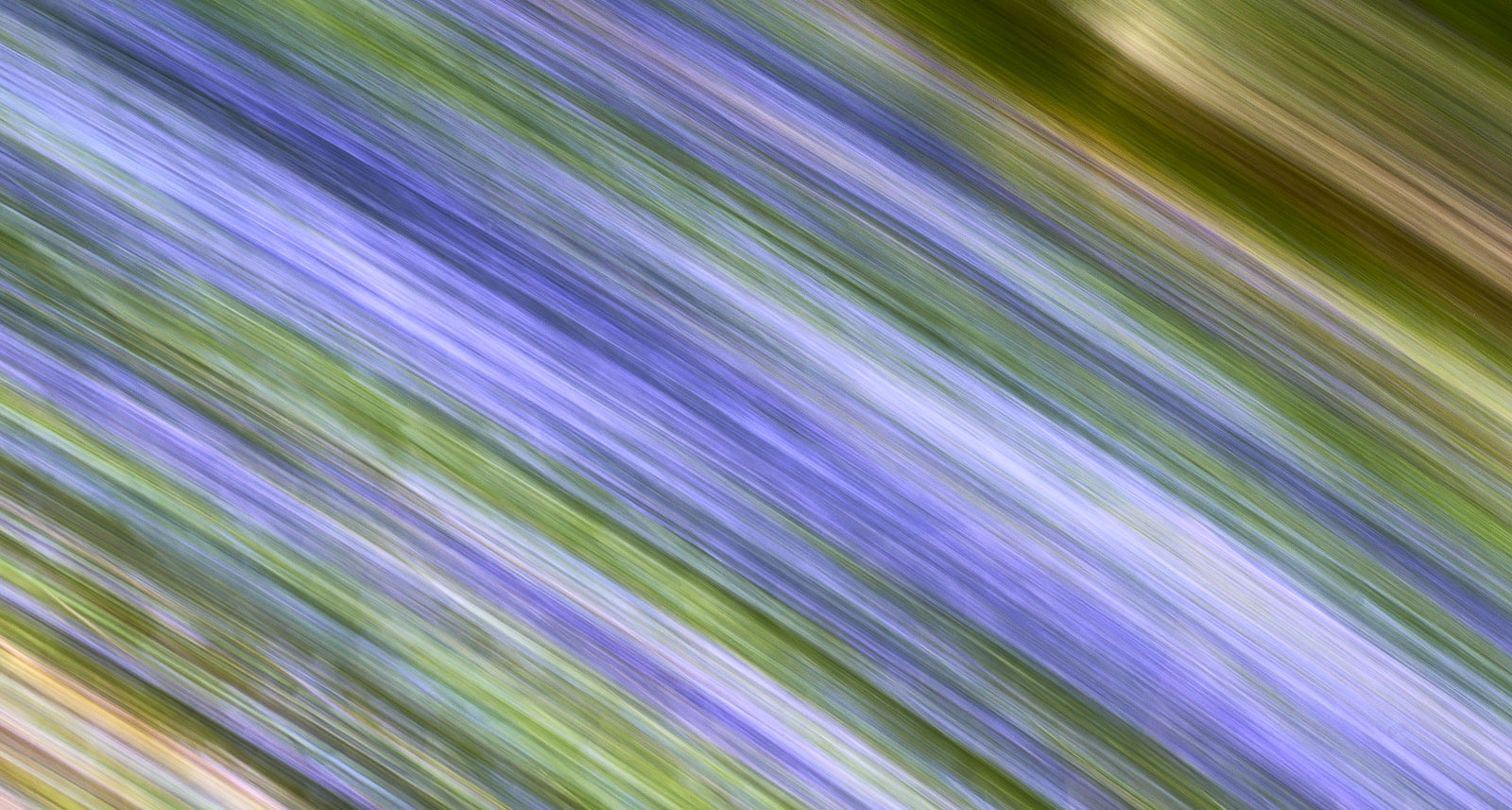 Bluebell
