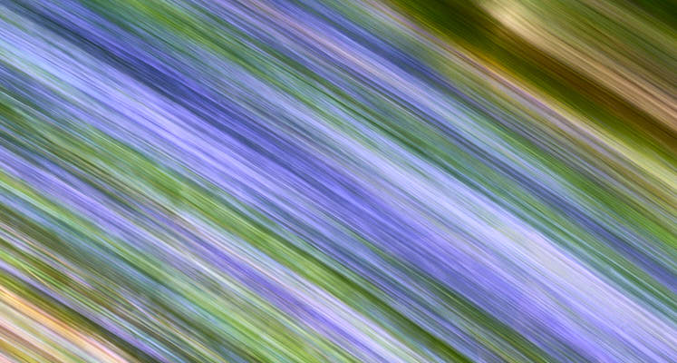 Bluebells