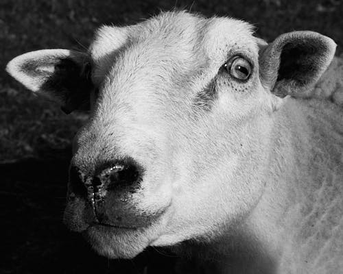 Sheep