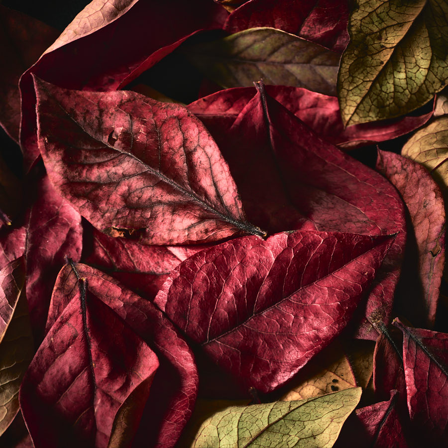 Leaves