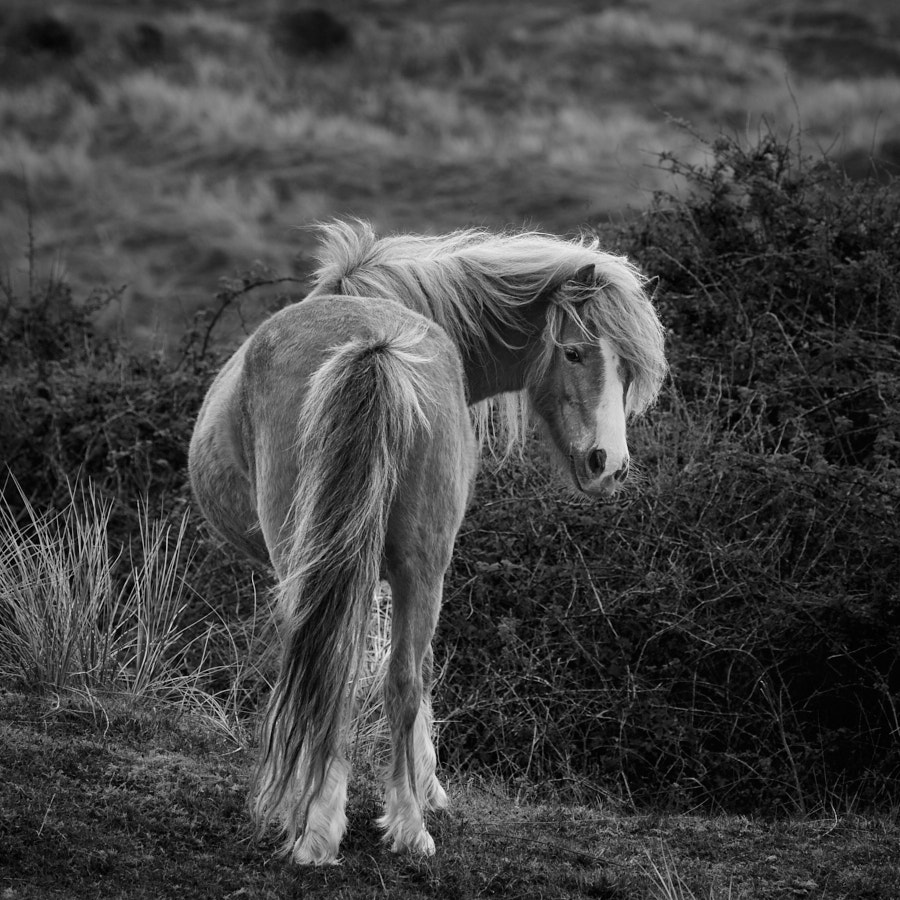 Pony, Newborough, Wales