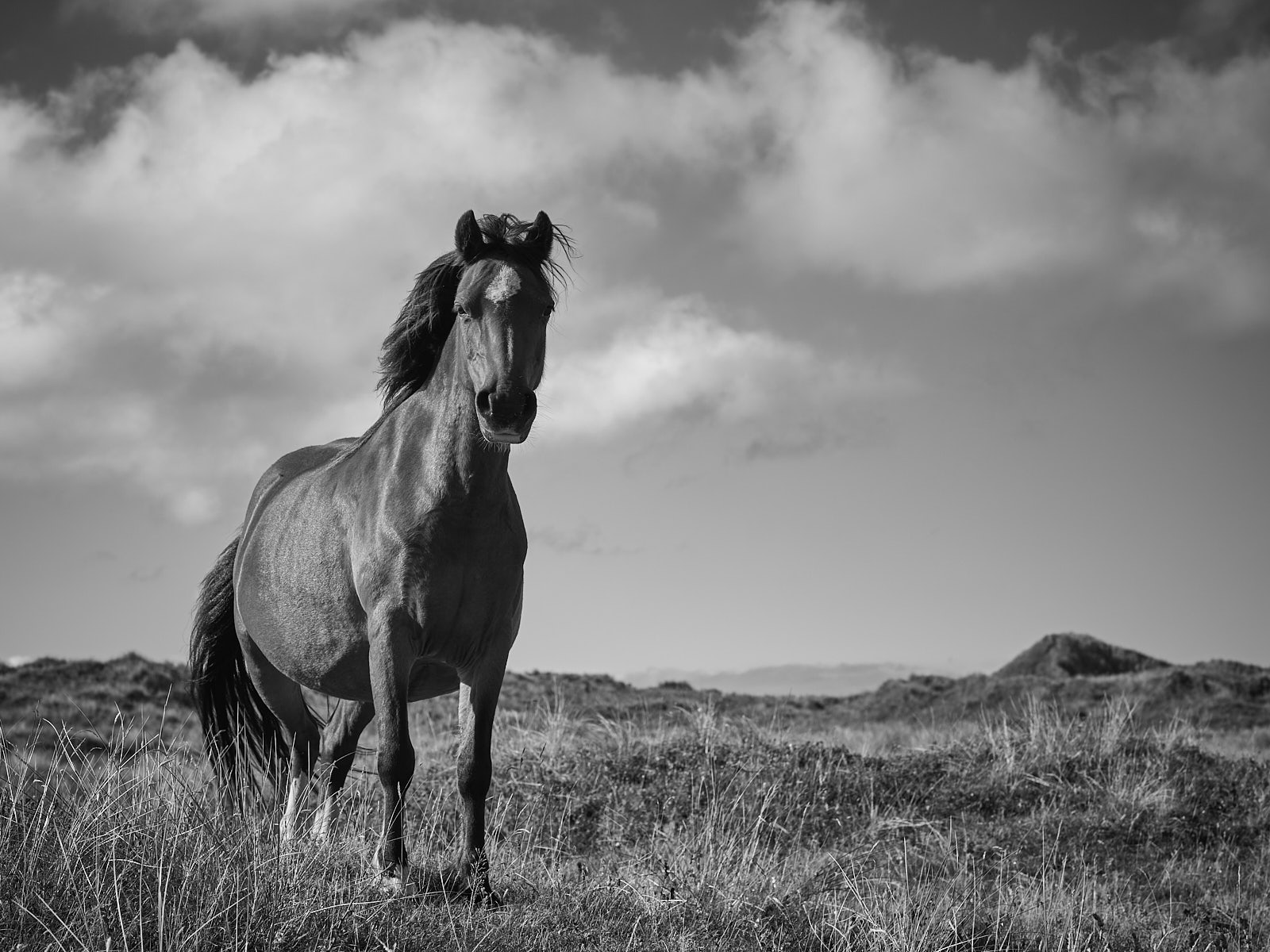 Pony