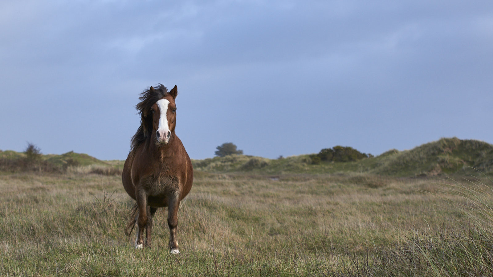 Pony