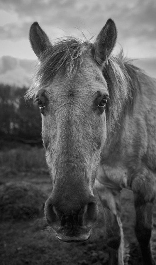 Pony, Newborough, Wales