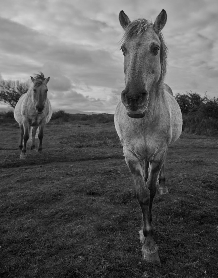Pony, Newborough, Wales