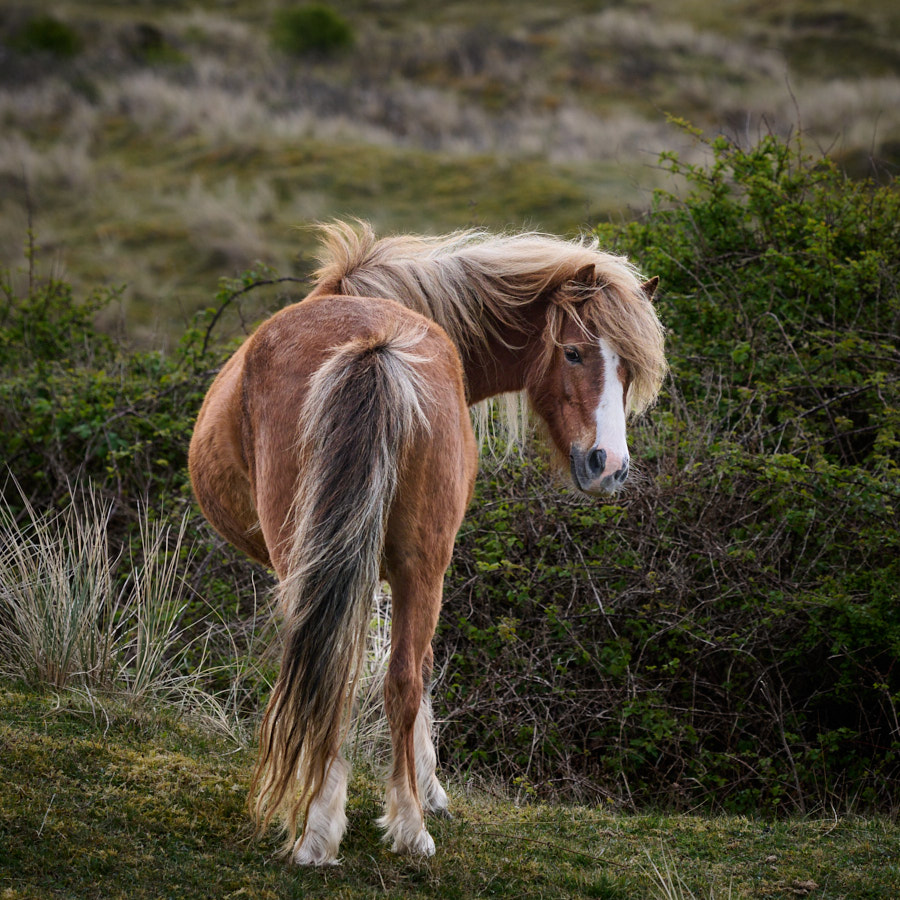 Pony, Newborough, Wales