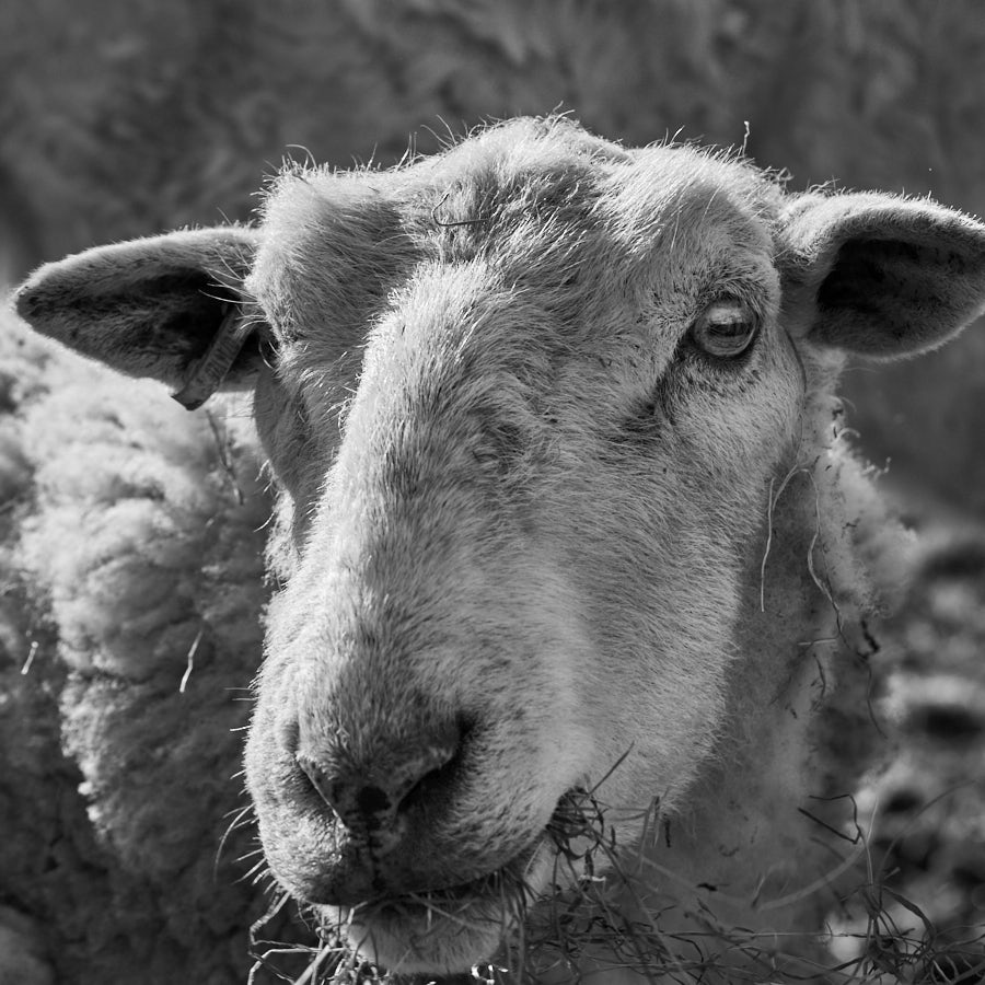 Sheep
