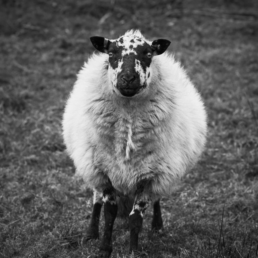 Sheep North Wales
