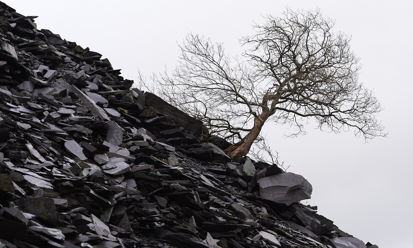 Tree, Penrhyn