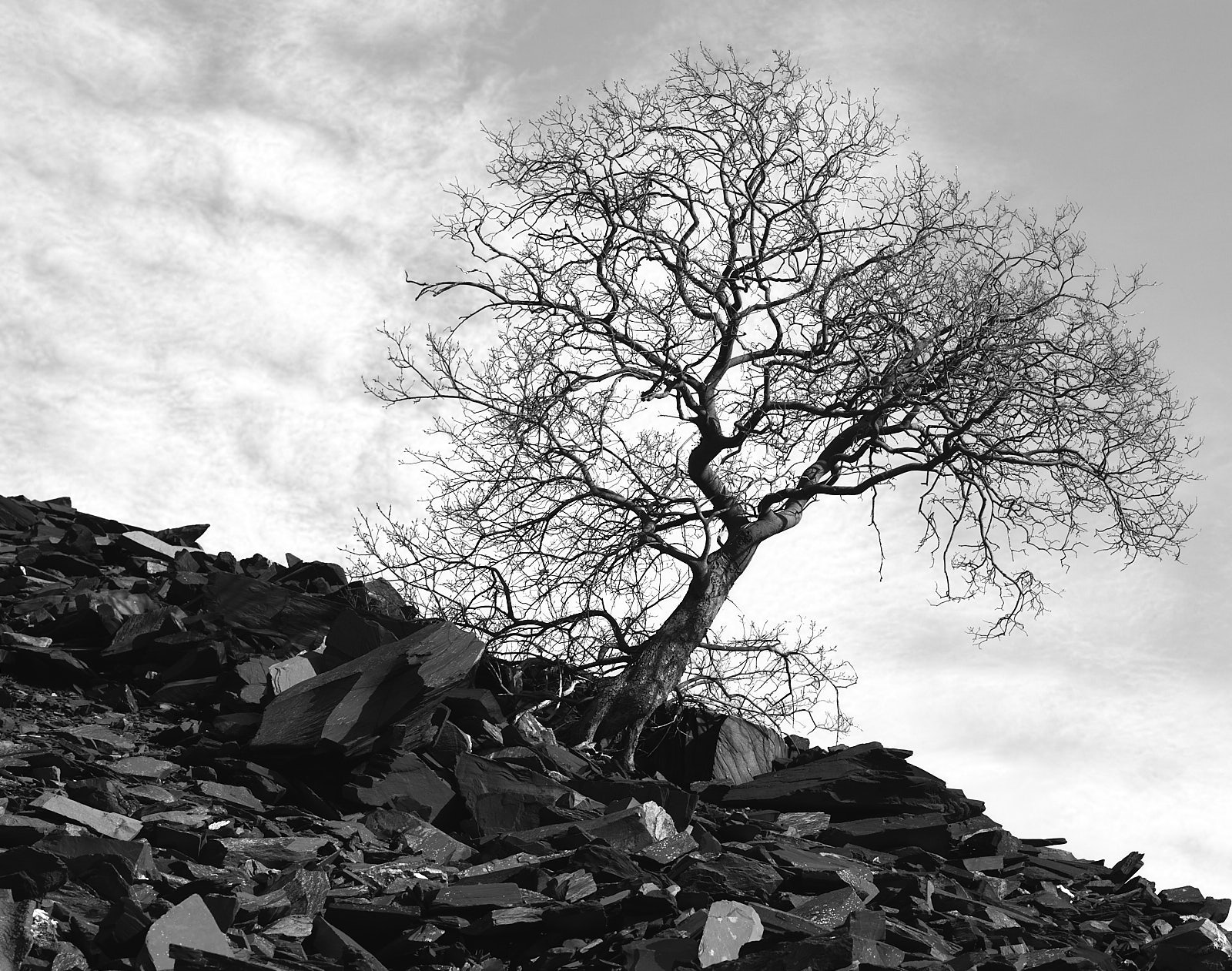 Tree, Penrhyn