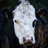 Cow, Brynfail, Wales