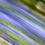 Bluebell, Trefriw, Gwynedd, Wales