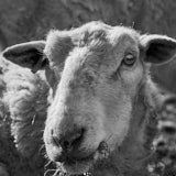 Sheep, Tregarth, Wales