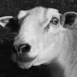 Sheep, North Wales