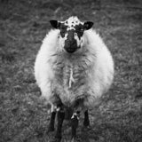Sheep, North Wales
