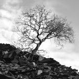 Slate, Penrhyn, Gwynedd, Wales